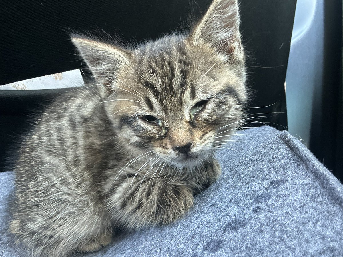 OK Highway Patrol/DPS (@ohpdps) on Twitter photo Paws-itively heroic! Trooper Leonard Anderson #194 rescued a tiny kitten stranded on the bridge on I-235 over 36th Street in OKC yesterday. The driver who called us says her daughter named the kitten “Brave” and they just might keep him! 🐱 Paws-itively heroic! Trooper Leonard Anderson #194 rescued a tiny kitten stranded on the bridge on I-235 over 36th Street in OKC yesterday. The driver who called us says her daughter named the kitten “Brave” and they just might keep him! 🐱