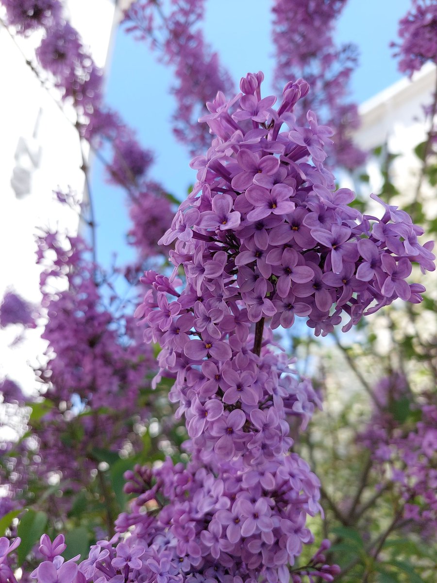 - Her Çicek yeninden başlamanın zarif bir hatırlatmasıdır.