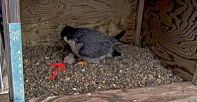 Mayo Clinic Gastroenterology & Hepatology (@mayoclinicgihep) on Twitter photo The first <a href="/MayoClinic/">Mayo Clinic</a> falcon chick has hatched! The little guy must be trying to catch and early flight to #DDW2025 😉
<a href="/DDWMeeting/">Digestive Disease Week</a> The first <a href="/MayoClinic/">Mayo Clinic</a> falcon chick has hatched! The little guy must be trying to catch and early flight to #DDW2025 😉
<a href="/DDWMeeting/">Digestive Disease Week</a>