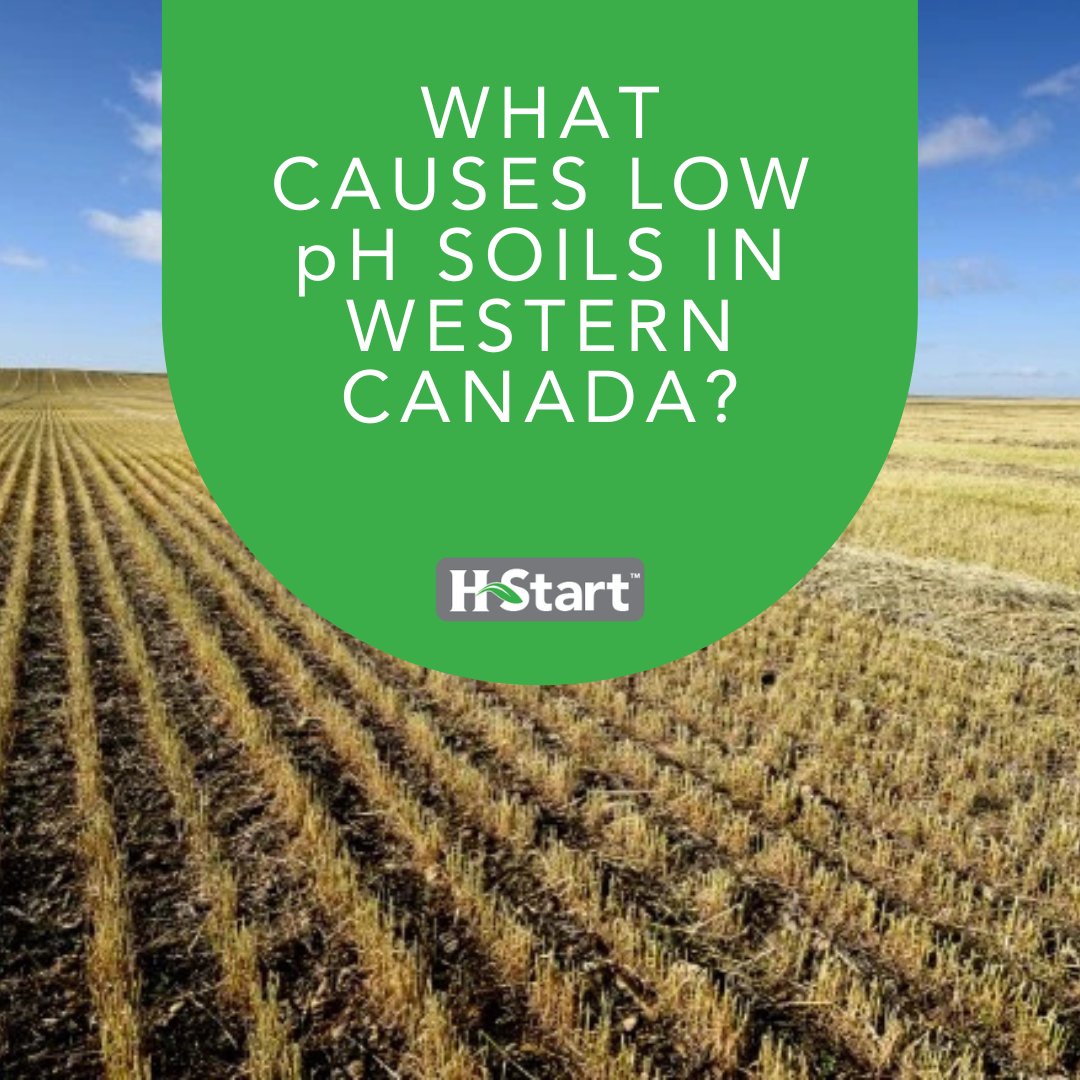 Some crops tolerate low pH better than others, but why settle for ‘tolerating’ when you can improve soil conditions? H-Start enhances microbial activity, helping unlock nutrients in acidic soils. loom.ly/QbI4OmU
#WestCdnAg
#SoilHealth