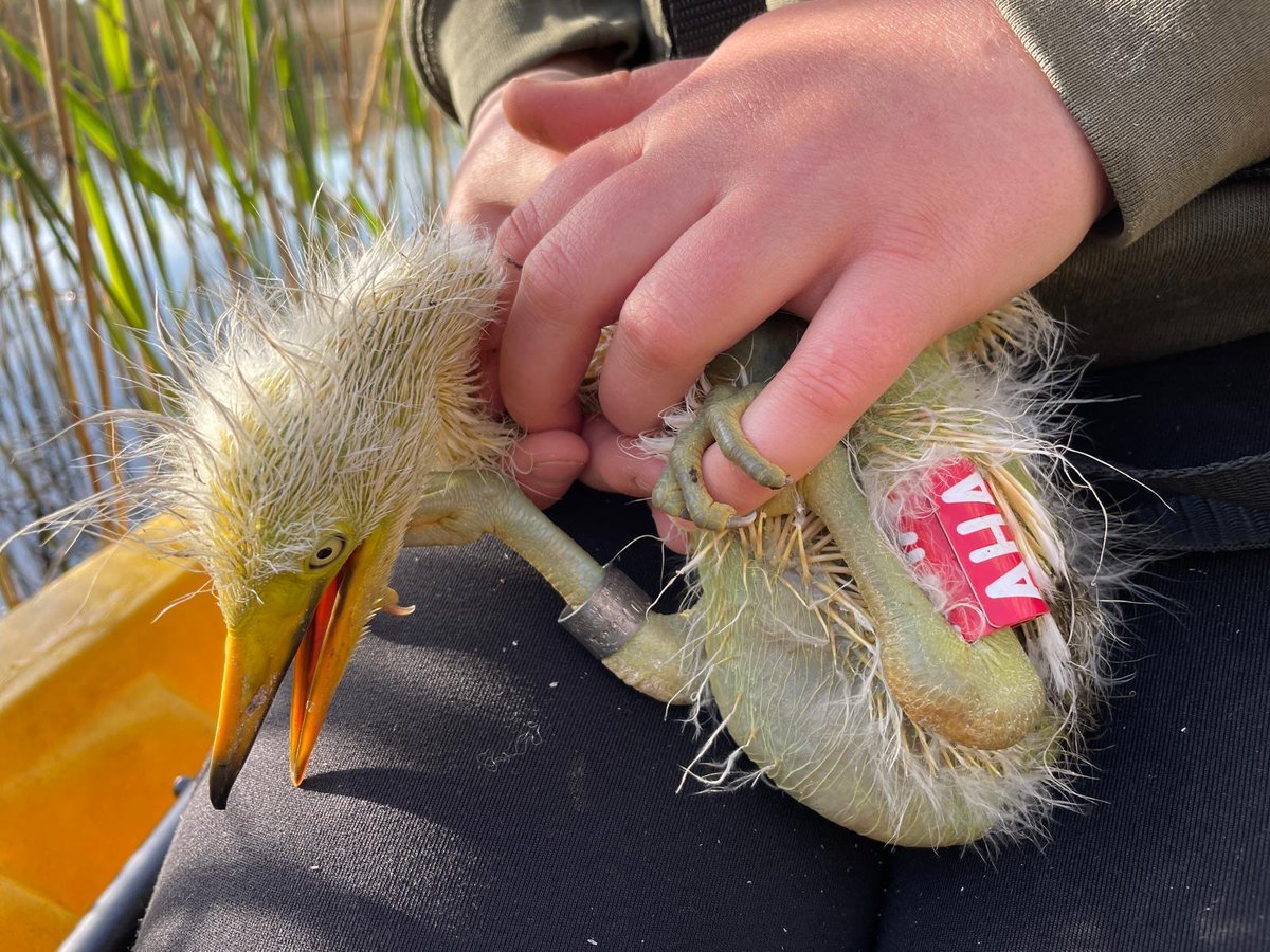 SWTConsultancy's tweet image. Egret ringing! 🤍

Ecologist Alexia was out last week ringing great white egret chicks on Westhay Moor NNR, as part of an ongoing project to learn more about their patterns and behaviours after fledging.

Learn more about our ecological services: swtconsultancy.co.uk/ecology
