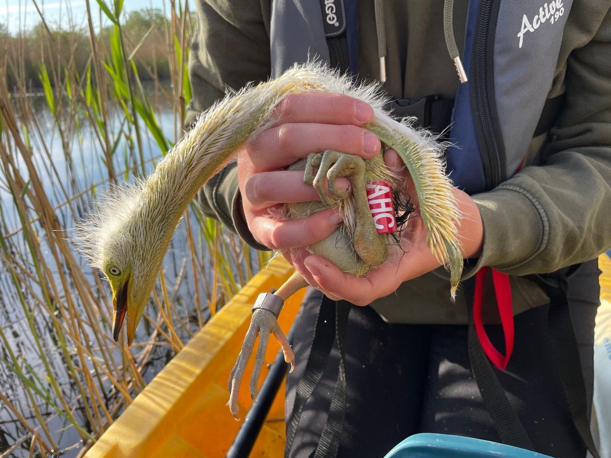SWTConsultancy's tweet image. Egret ringing! 🤍

Ecologist Alexia was out last week ringing great white egret chicks on Westhay Moor NNR, as part of an ongoing project to learn more about their patterns and behaviours after fledging.

Learn more about our ecological services: swtconsultancy.co.uk/ecology