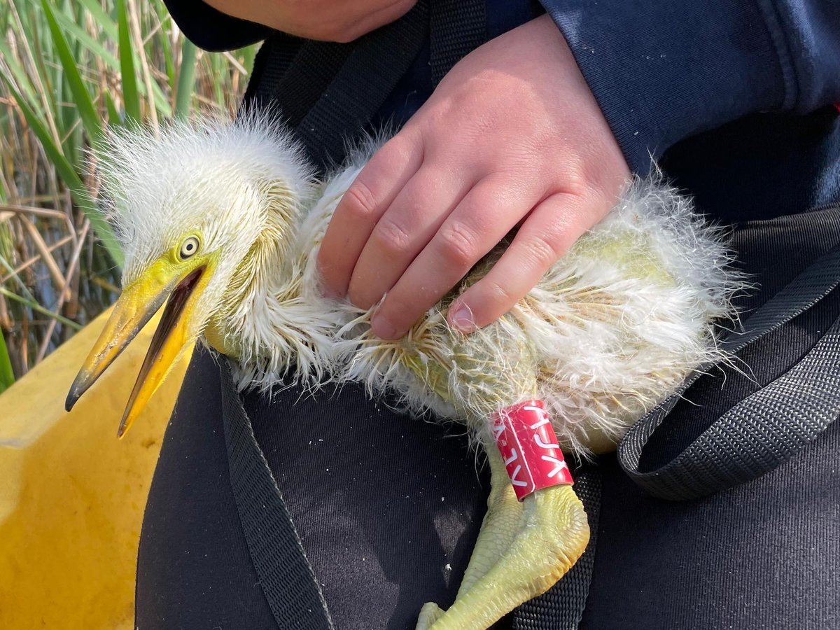 SWTConsultancy's tweet image. Egret ringing! 🤍

Ecologist Alexia was out last week ringing great white egret chicks on Westhay Moor NNR, as part of an ongoing project to learn more about their patterns and behaviours after fledging.

Learn more about our ecological services: swtconsultancy.co.uk/ecology