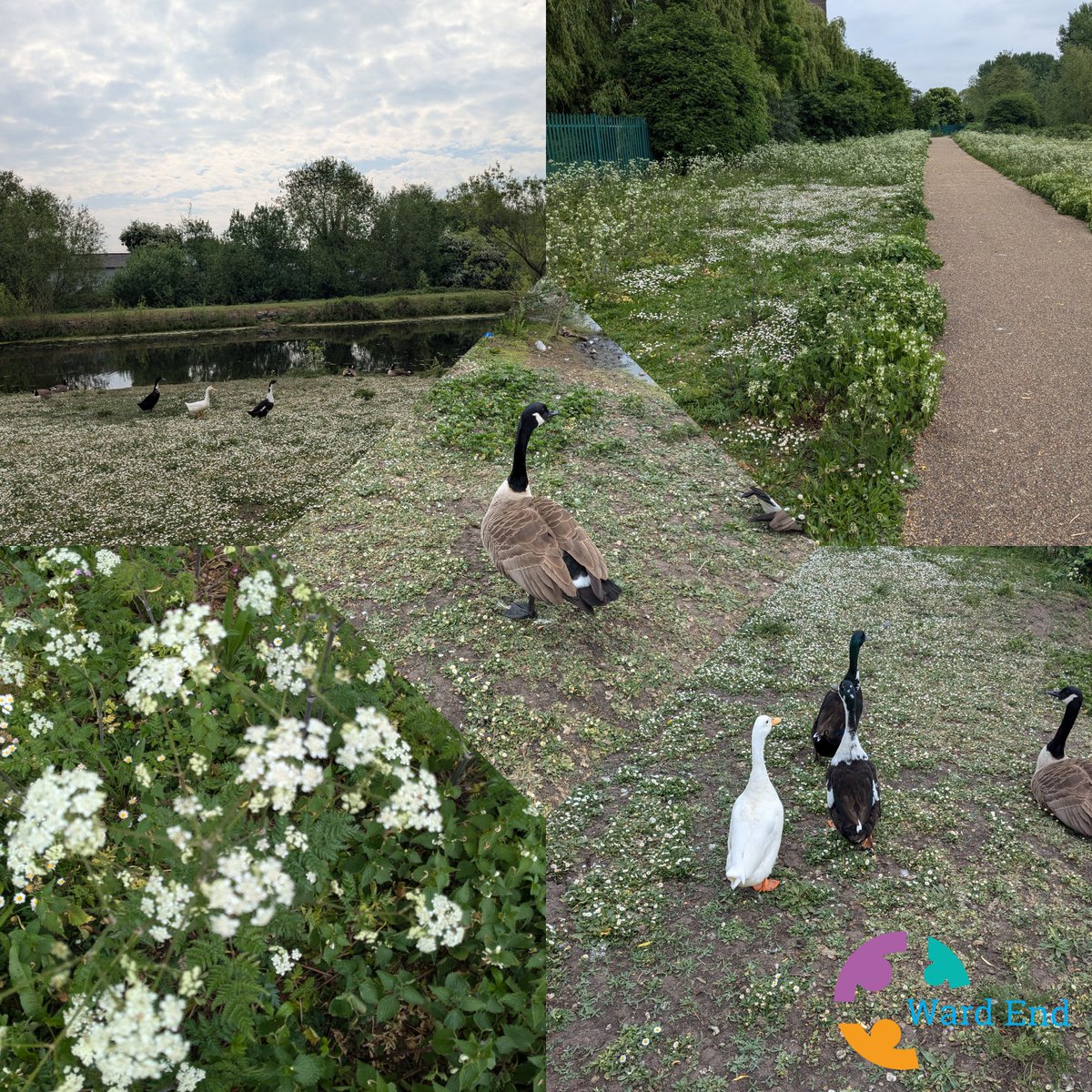 Ward End Residents' Glebe Farm & Tile Cross (@wardendgftc) on Twitter photo 🌿Cotterills Lane Recreation Ground post site walk & litterpick! Want to join us wardendgftc@outlook.com! 🌿Cotterills Lane Recreation Ground post site walk & litterpick! Want to join us wardendgftc@outlook.com!