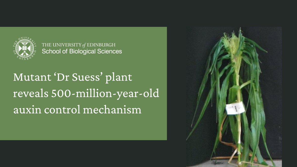 Biological Sciences | University of Edinburgh (@sbsated) on Twitter photo A study by <a href="/Dr_AnnisR/">Annis Richardson</a> in <a href="/NaturePlants/">Nature Plants</a> has revealed new insights into the elusive process that allows a single hormone, known as auxin, to control nearly all aspects of plant growth and development.
➡️ edin.ac/44QPLWM A study by <a href="/Dr_AnnisR/">Annis Richardson</a> in <a href="/NaturePlants/">Nature Plants</a> has revealed new insights into the elusive process that allows a single hormone, known as auxin, to control nearly all aspects of plant growth and development.
➡️ edin.ac/44QPLWM