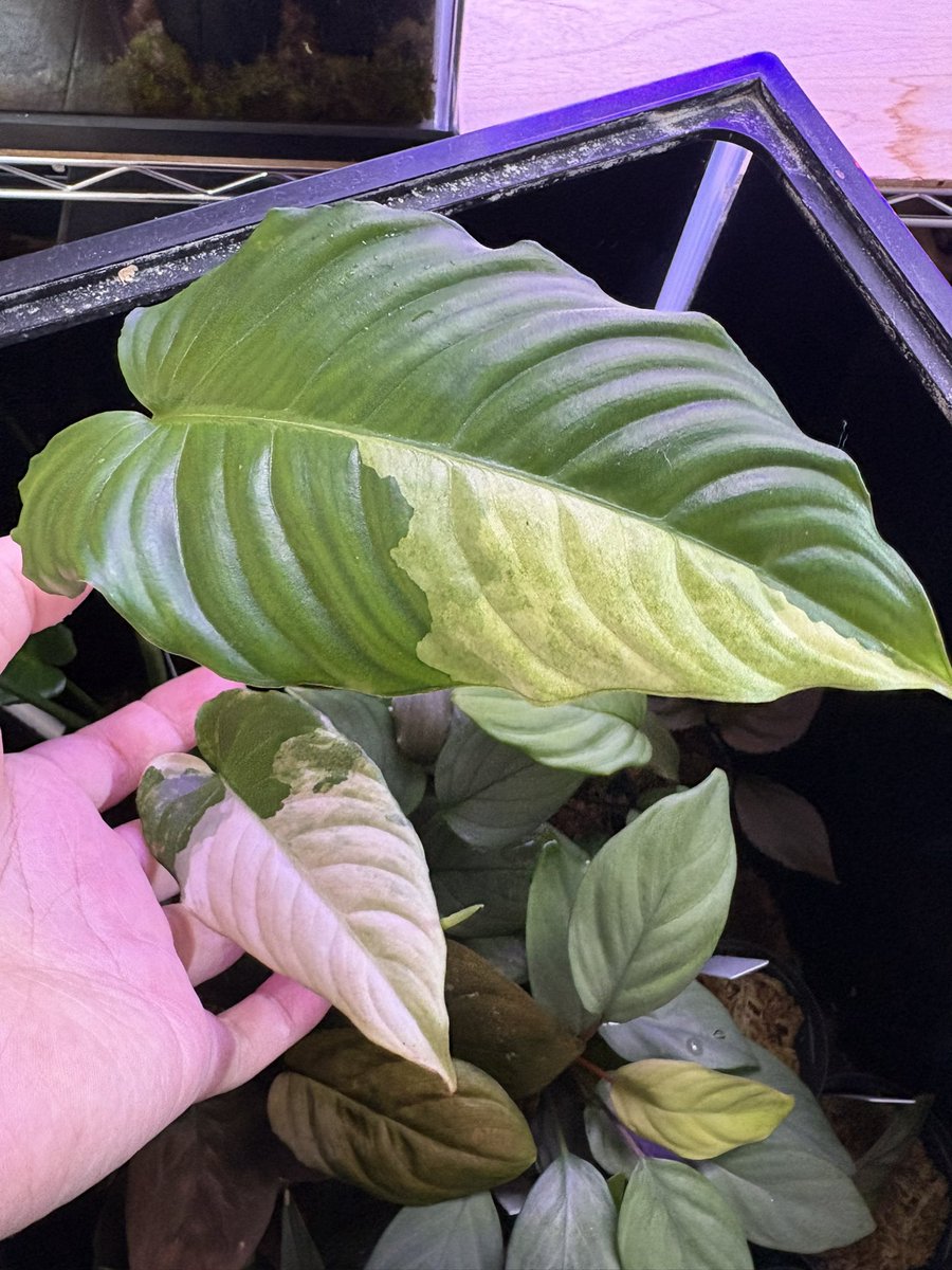 Homalomena sp. "Variegated" Sekadau
カミハタインドネシア便2024/08
大きくなってきた🙆‍♀️