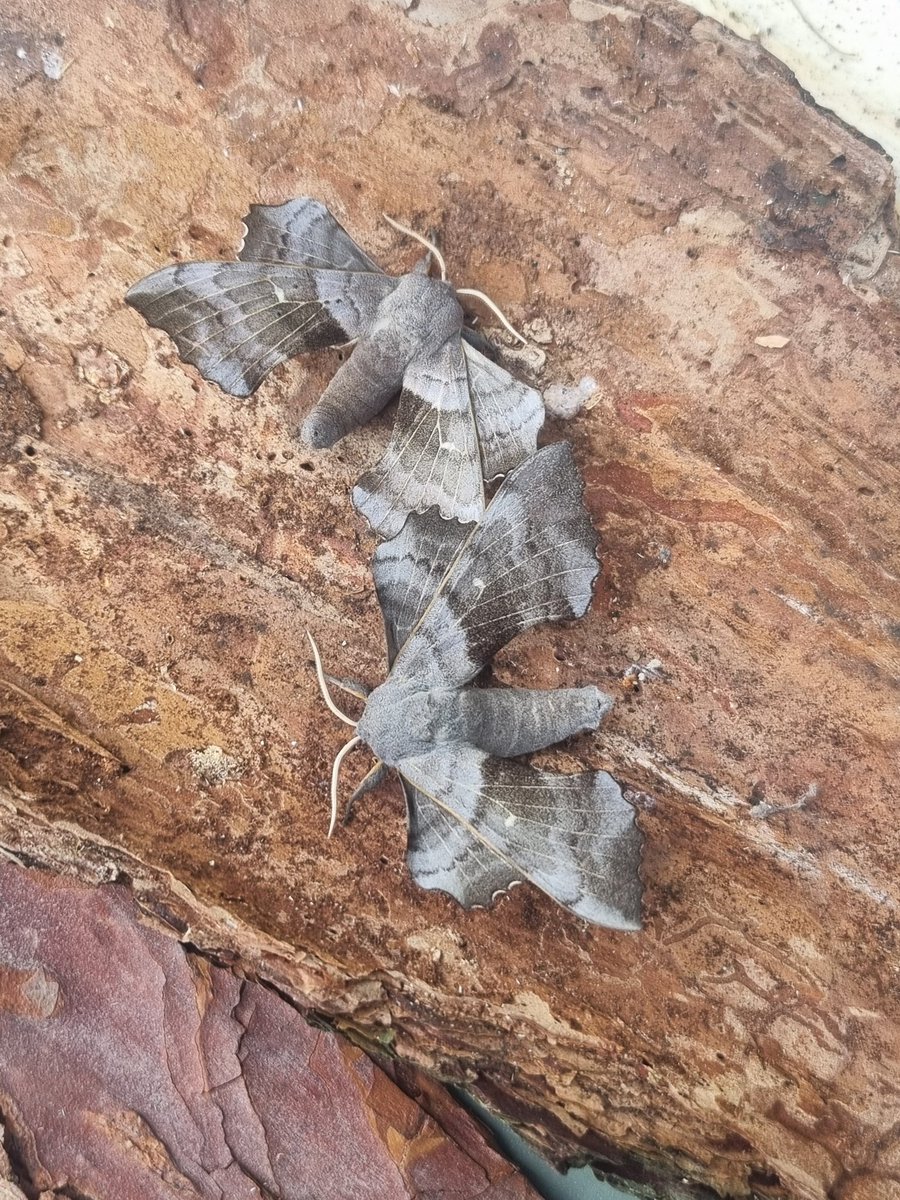 68/39 last night, including 8 nfg. The highlight being a rather out of range Light Knot Grass. Also Aethes smeathmanniana. Coxcomb Prominent. Muslin Moth. Poplar Grey. Rustic shoulder Knot. Syndemis musculana and V-pug. Also a couple of Poplar hawk Moths  #teammoth