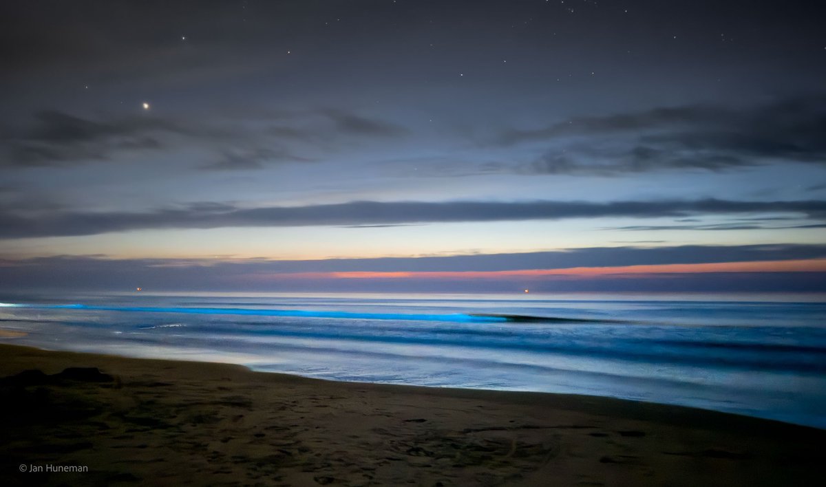 Zeevonk op het strand van Terschelling
