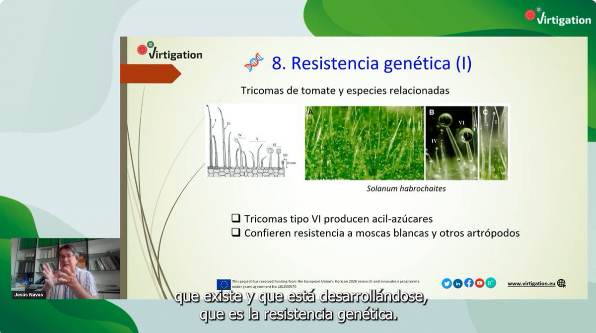 ¿Te perdiste nuestro reciente webinario #VIRTIGATION sobre el control de la #MoscaBlanca? Entonces, mira los nuevos cortes del webinario en nuestro canal de YouTube: youtube.com/@virtigationpr… #Horizonte2020 #FinanciadoPorLaUE #SanidadVegetal