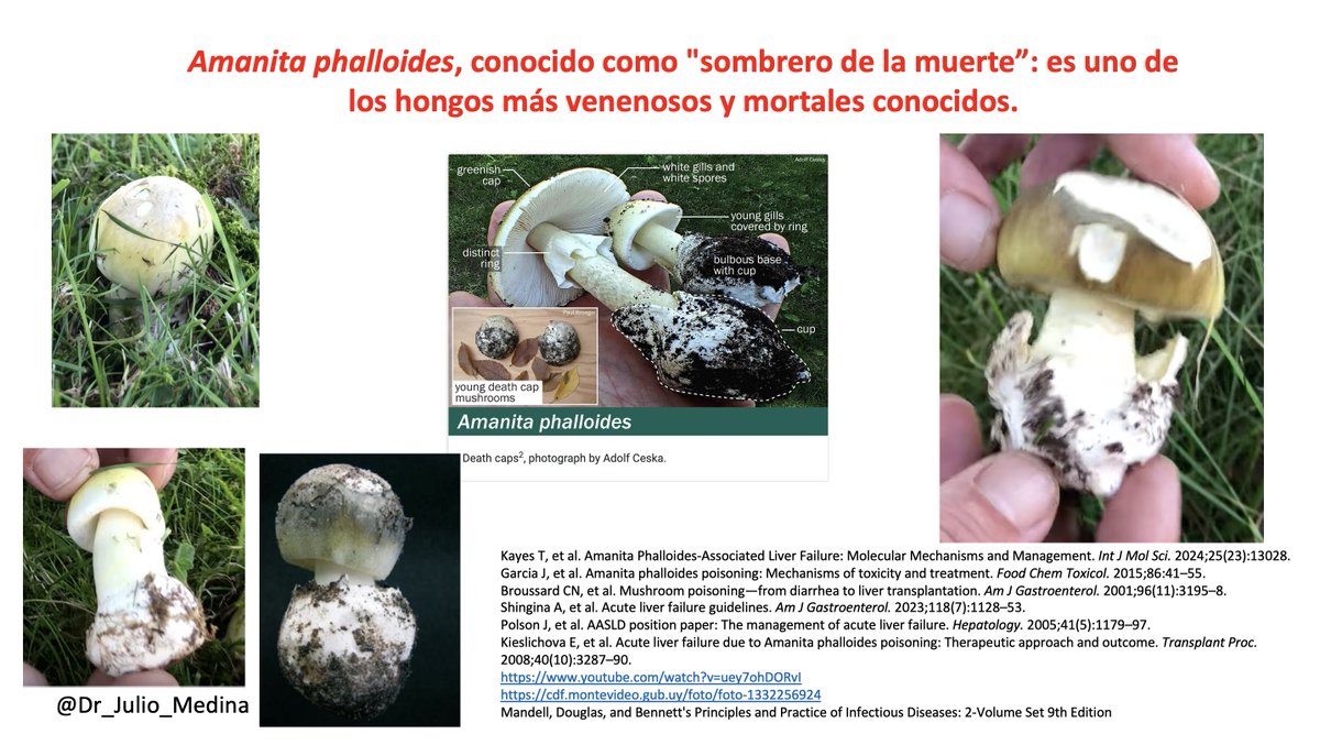 Mucho cuidado con los hongos que se recolectan y consumen.
Amanita phalloides, conocido como "sombrero de la muerte”: es uno de los hongos más venenosos y mortales conocidos y está en nuestro país.
Contiene amatoxinas que causan fallo hepático fulminante. Se parece a hongos