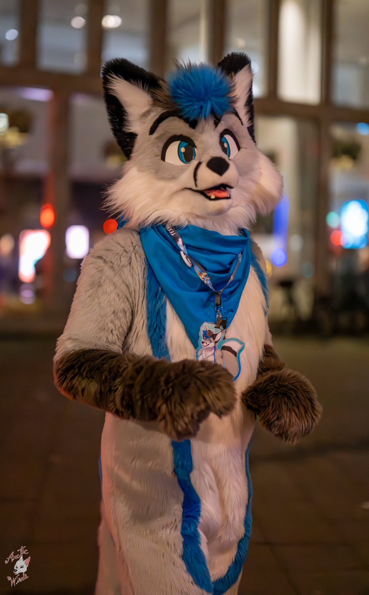 Nothing to see here, just a fox trying to walk by. #FursuitFriday 

📸 <a href="/ArcticWindPhoto/">Arctic Winds Photos</a>