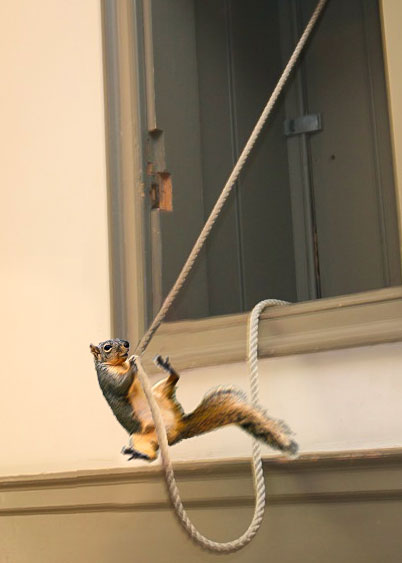 wmsquirrel's tweet image. Let me show ya how it's done, #wm2025!Ring that bell!