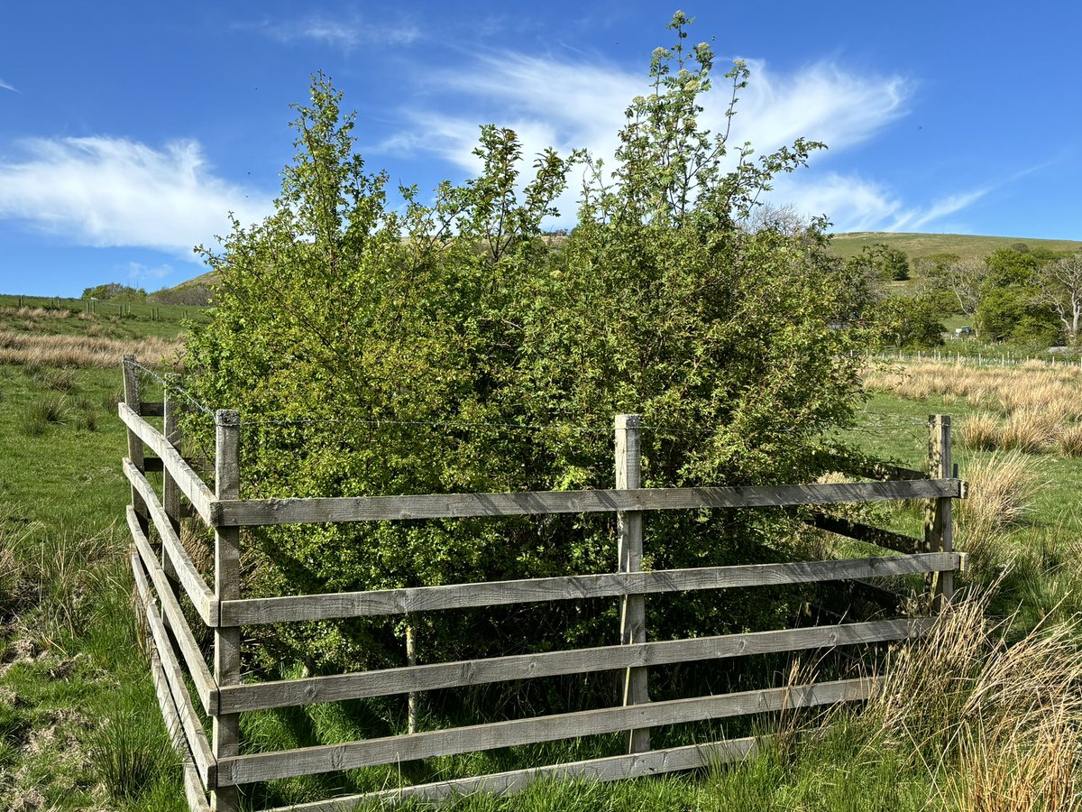 herdyshepherd1's tweet image. And there are some cool hacks like @CactusTreeGuard and railed cages so you can create a savannah in a grazed farmed landscape