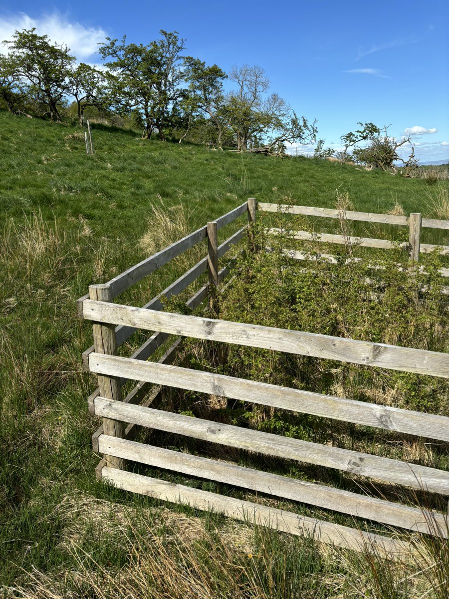 herdyshepherd1's tweet image. And there are some cool hacks like @CactusTreeGuard and railed cages so you can create a savannah in a grazed farmed landscape