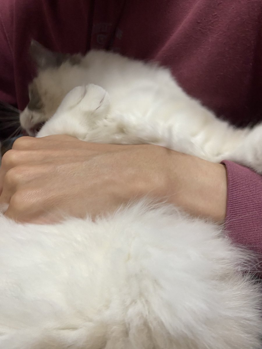 おしりの毛に、んちついてて取る時に捕獲された絶望猫