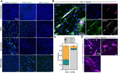 American Society for Cell Biology (@ascbiology) on Twitter photo From MBoC
Deep learningābased image classification reveals heterogeneous execution of cell death fates during viral infection, by Jennifer Oyler-Yaniv, <a href="/harvardmed/">Harvard Medical School</a>, et al.
molbiolcell.org/doi/10.1091/mb⦠#ASCB #CellBiology From MBoC
Deep learningābased image classification reveals heterogeneous execution of cell death fates during viral infection, by Jennifer Oyler-Yaniv, <a href="/harvardmed/">Harvard Medical School</a>, et al.
molbiolcell.org/doi/10.1091/mb⦠#ASCB #CellBiology