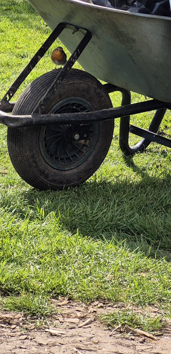 Oliver added a little bit of spice to the Polytunnell today 🌶 Open tomorrow  at 10am