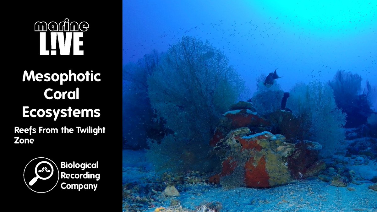 Keiron Derek Brown (@keirondbrown) on Twitter photo π Dive into the deep! Join Dr Clara Diaz on 5 Aug for a free webinar exploring mesophotic coral ecosystemsβmysterious, vibrant reefs hidden in the twilight zone of the Indian Ocean. πͺΈ <a href="/BritishEcolSoc/">British Ecological Society</a> <a href="/PlymUni/">University of Plymouth</a>
π eventbrite.co.uk/e/1348496111169
#OceanScience #CoralReefs #marineLIVE π Dive into the deep! Join Dr Clara Diaz on 5 Aug for a free webinar exploring mesophotic coral ecosystemsβmysterious, vibrant reefs hidden in the twilight zone of the Indian Ocean. πͺΈ <a href="/BritishEcolSoc/">British Ecological Society</a> <a href="/PlymUni/">University of Plymouth</a>
π eventbrite.co.uk/e/1348496111169
#OceanScience #CoralReefs #marineLIVE