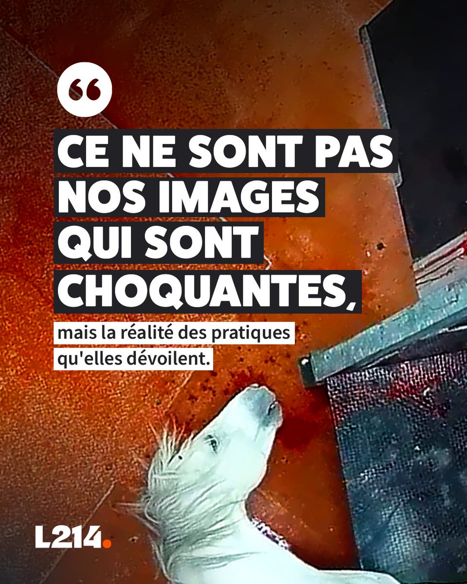 Chaque jour, 3 millions d'animaux sont tués dans les abattoirs français.

A-t-on réellement besoin de créer autant de souffrance pour manger des produits dont on peut très bien se passer?
