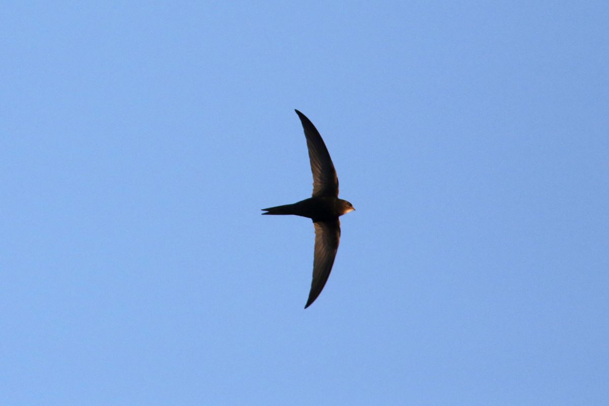 Natural England East Midlands (@neeastmidlands) on Twitter photo Something magical is happening in Derby! We are joining with others in the city to celebrate the return of the swifts. In an unusual way!
#StLukesChurch & <a href="/DerbyCathedral/">Derby Cathedral</a> will be ringing Bells for Birds:
🔔St Luke’s – May 5th 9.30-10.20am
🔔Derby Cathedral – May 6th 7-9pm Something magical is happening in Derby! We are joining with others in the city to celebrate the return of the swifts. In an unusual way!
#StLukesChurch & <a href="/DerbyCathedral/">Derby Cathedral</a> will be ringing Bells for Birds:
🔔St Luke’s – May 5th 9.30-10.20am
🔔Derby Cathedral – May 6th 7-9pm