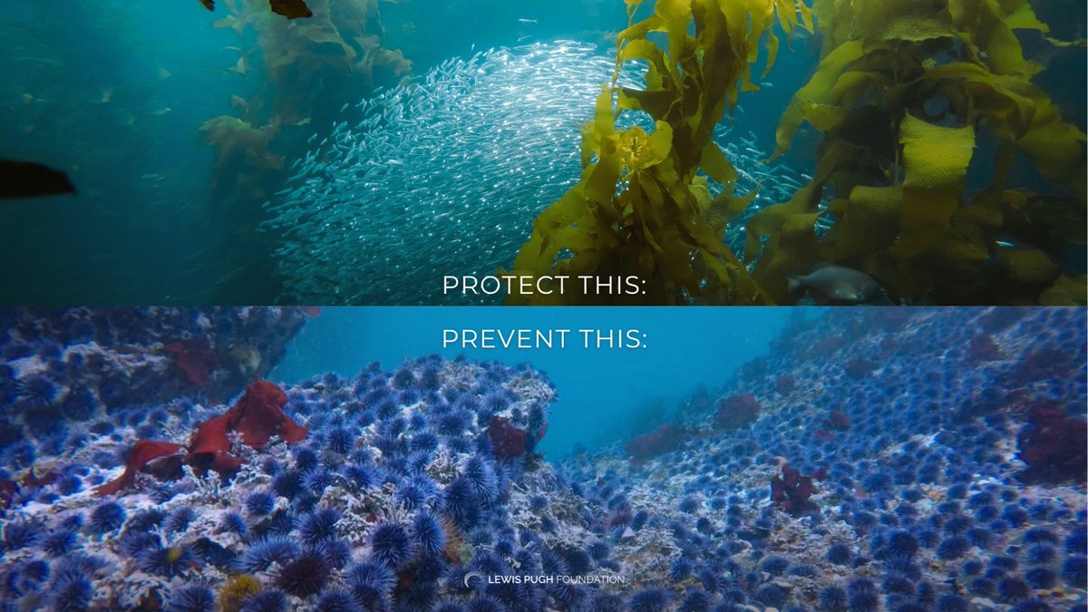LewisPughFDN's tweet image. The choice couldn’t be clearer.

When we protect the ocean, we protect ourselves and our future 🌊🌎🐠
