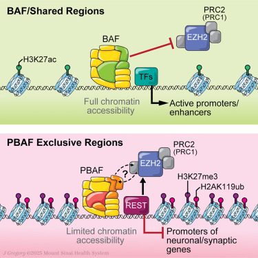 The SWI/SNF PBAF complex facilitates REST occupancy at repressive chromatin dlvr.it/TKWNdY
