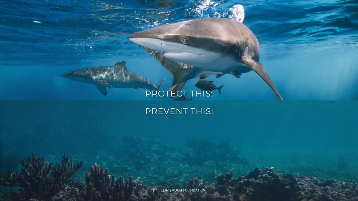 LewisPughFDN's tweet image. The choice couldn’t be clearer.

When we protect the ocean, we protect ourselves and our future 🌊🌎🐠