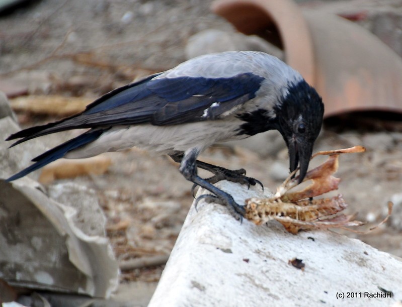 rachidH's tweet photo. Not a corn cob.. guess what it is?
#Hoodedcrow #Corvus #Ccornix #Corneille #CorneilleMantelée #Cairo #Egypt #IntelligentBirds #crows #ravens #corvids #corvidae #corbeaux #Ornithology
Rachid H shared a photo with you from the Flickr app! Check it out:
https://t.co/xVB8fxRSdt https://t.co/wz5yQ1mKwm