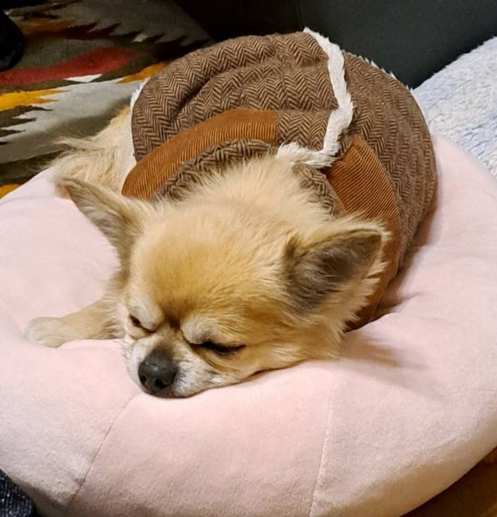 R3P9td's tweet image. 何かフランス感あるわ～😌🇫🇷　
現MBK　前モトベカン😅　本国フランスでは有名なメーカーです😌　くぅちゃんはクッション占領して寝てます😂　本日も皆様お疲れ様でした～❗😆✨🍻🎶　#チワワ　#老犬倶楽部　#MBK