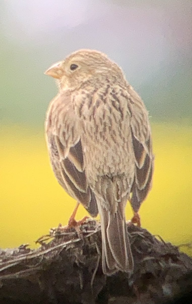 Hagg Lane never fails to deliver a spring Wheatear with a male on the manure heaps here this morning also 4 Yellow Wagtail, 3 singing Corn Buntings and a pair of Grey Partridge. Nearby 5 Ruff at NDC <a href="/YorkBirding/">York Birding</a>