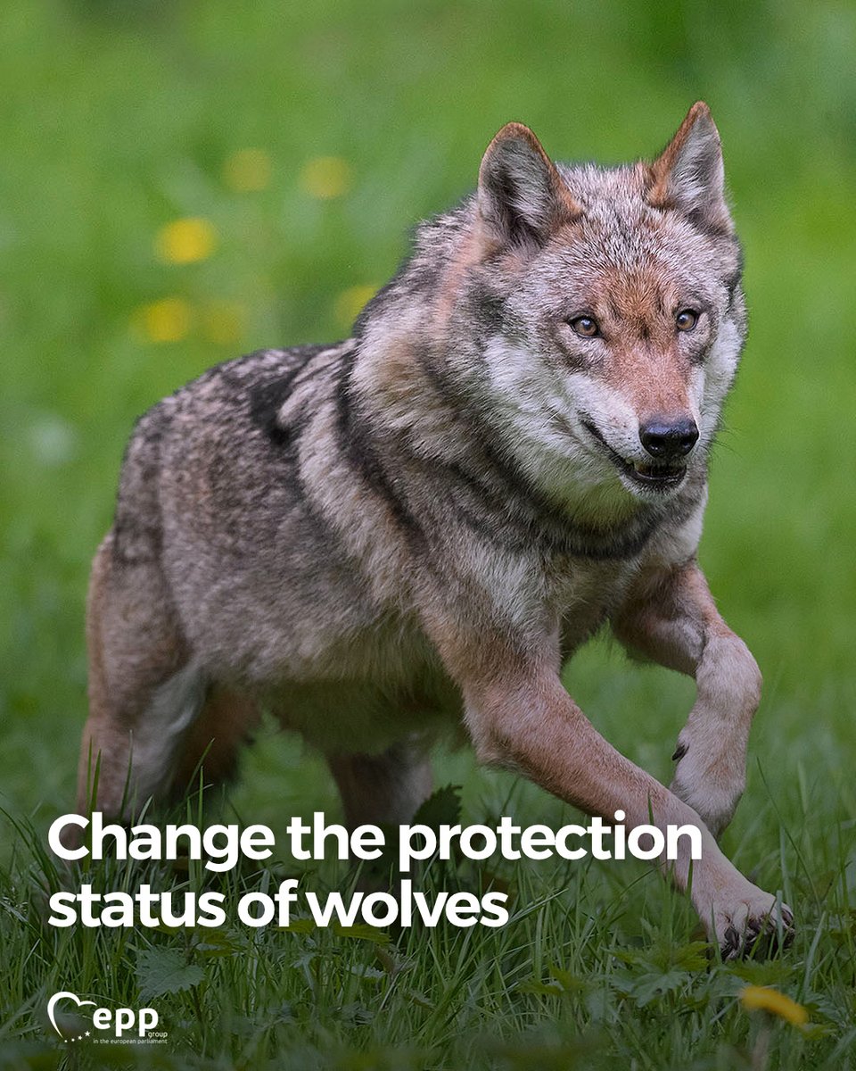 After years of pressure from the <a href="/EPPGroup/">EPP Group</a>, the EU Parliament will finally take action to adjust the wolf’s protection status under the Habitats Directive.

On Tuesday, the #EPlenary will vote on fast tracking the legislative procedure to adjust the protection status of wolves.