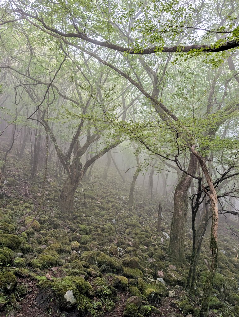 OSAPCO1's tweet image. たまには都会の喧騒から距離を置いて自然に触れないと色々とやってられない。霧で眺望は皆無だったけど神秘的で幻想的だった。

奈良県と三重県との県境にある“関西のマッターホルン”とも呼ばれている高見山（1248m）