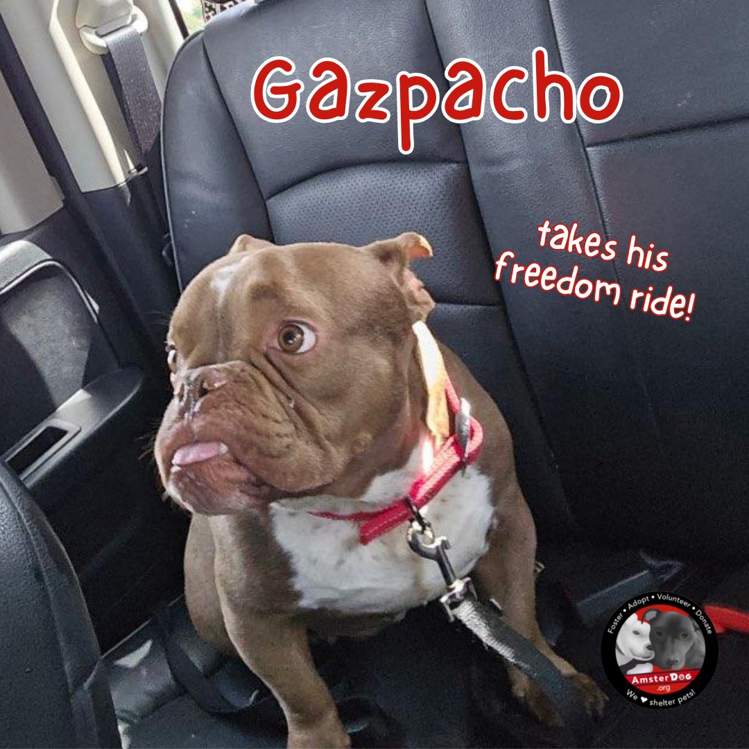 AmsterDogRescue's tweet photo. GAZPACHO has been enjoying his freedom! This cutie is in foster in CT and needs some vet care - but in the meantime he will enjoy the fresh air and make some ner friends! 

#amsterdog #amsterdogrescue #gazpacho https://t.co/NGuchE2hQL