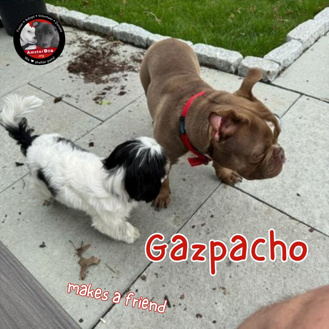 GAZPACHO has been enjoying his freedom! This cutie is in foster in CT and needs some vet care - but in the meantime he will enjoy the fresh air and make some ner friends! 

#amsterdog #amsterdogrescue #gazpacho