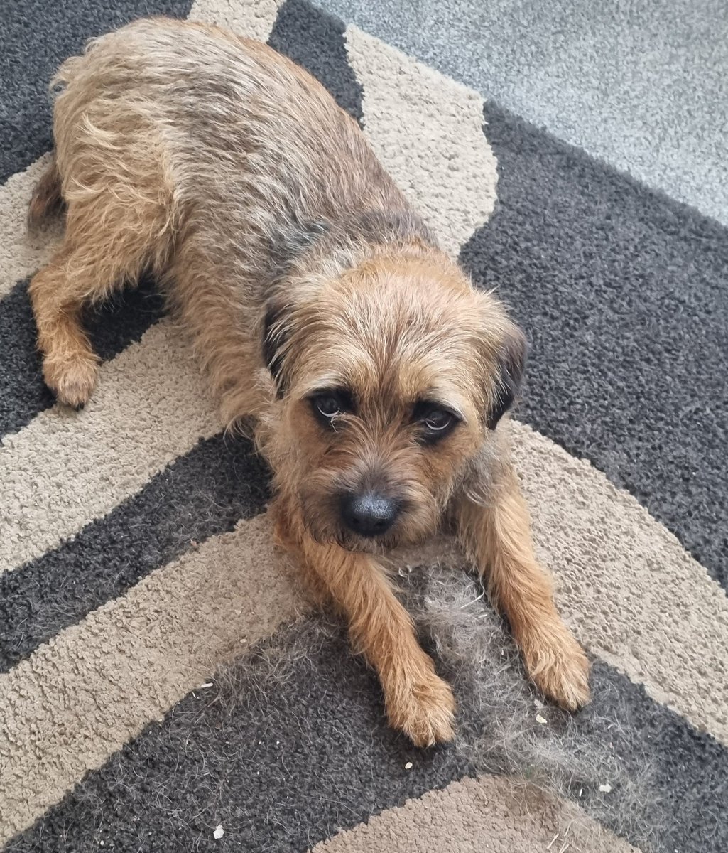 GrumpygrumpsT's tweet photo. I's did move out the way of yoos cleenin mum, not my fawlt if yoos instrucshuns were incomplete! #BorderTerrier #BTPosse #Halping https://t.co/Dx3OZgKVyX