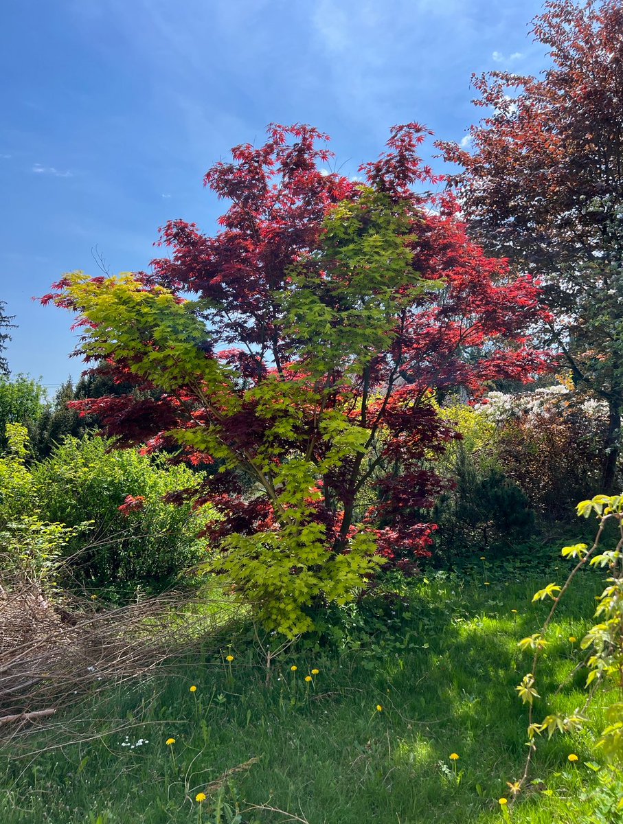 binaural.space 🎹 (@binauralspace) on Twitter photo Greetings from a garden!
The tree is amazing; I hope not just my Canadian friends agree 😉
We released new <a href="/tipentap/">Uncle Fido</a> album today, a new tape, and pre-released my new album…
…and for the first time ever you can by our whole discography!
With a 50% discount even! 🤯
Links 👇 Greetings from a garden!
The tree is amazing; I hope not just my Canadian friends agree 😉
We released new <a href="/tipentap/">Uncle Fido</a> album today, a new tape, and pre-released my new album…
…and for the first time ever you can by our whole discography!
With a 50% discount even! 🤯
Links 👇