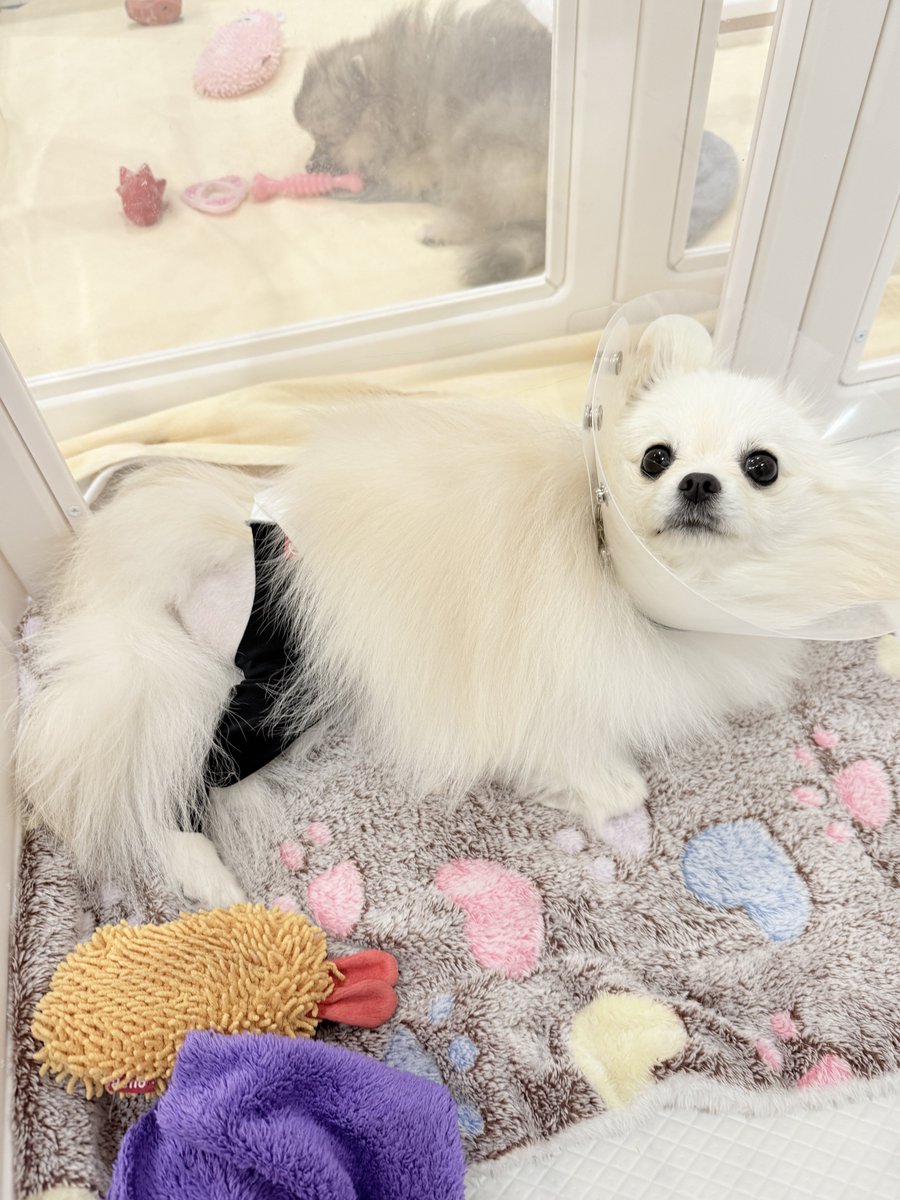 ケルベロス（ポメラニアン） (@cerberus_pome) / Posts / X