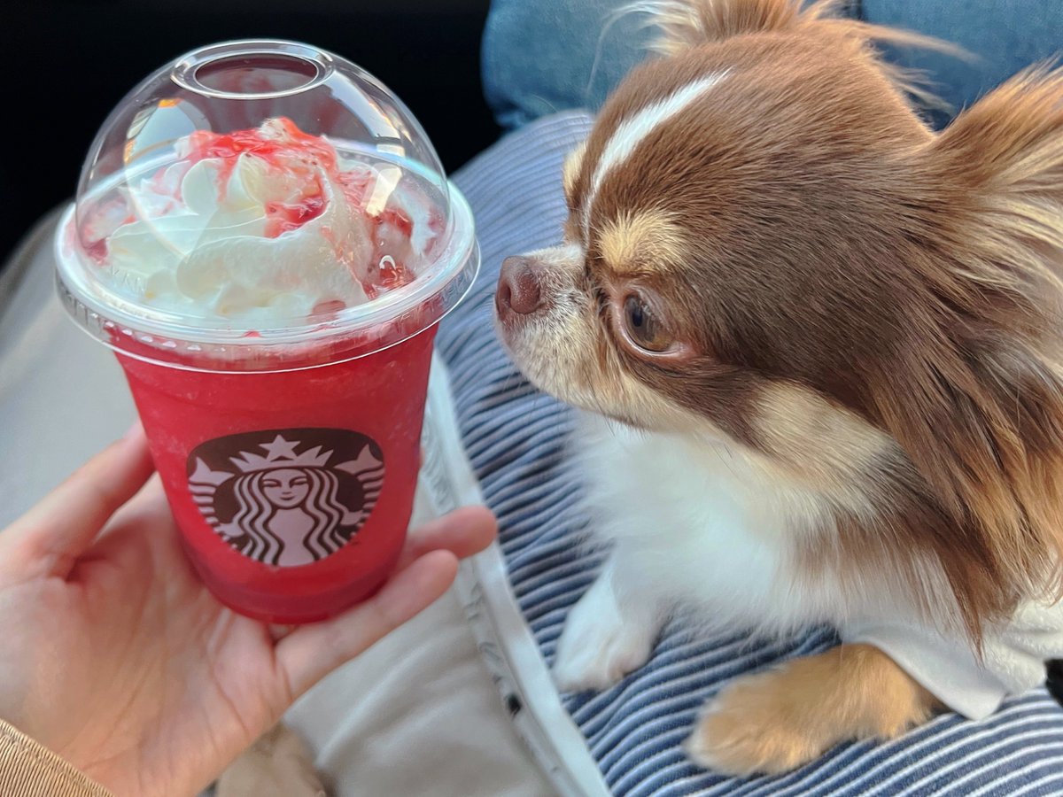 koromaru0123's tweet image. 苺フラペチーノスペシャル🍓✨️
苺感ましましで美味しかったです🥰❤️

#THE苺フラペチーノ