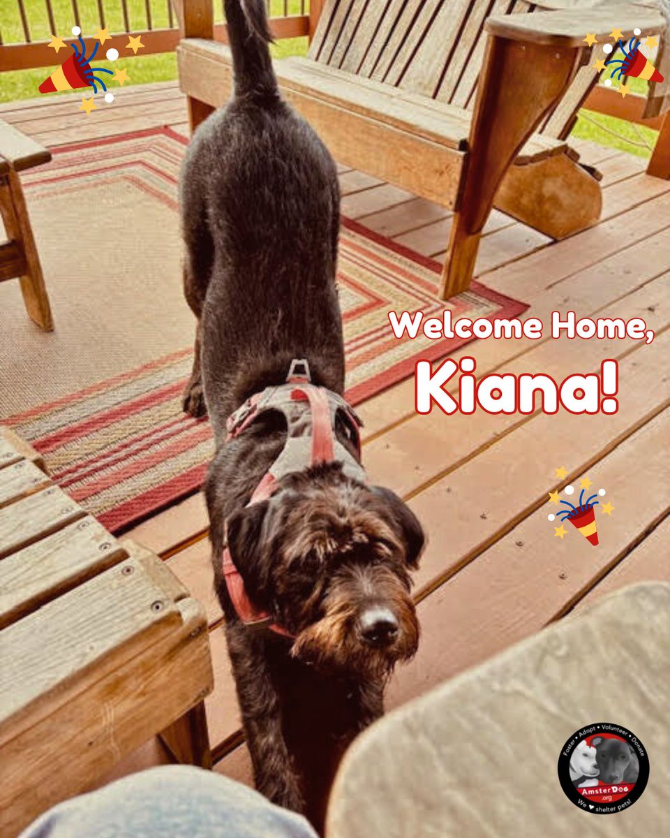 AmsterDogRescue's tweet photo. KIANA has been enjoying the adopted life in VT ❤️ Her new mom Stephanie absolutely loves her. Happy Tails, Kiana!

#amsterdog #amsterdogrescue #kiana https://t.co/iBZb9ld0sh
