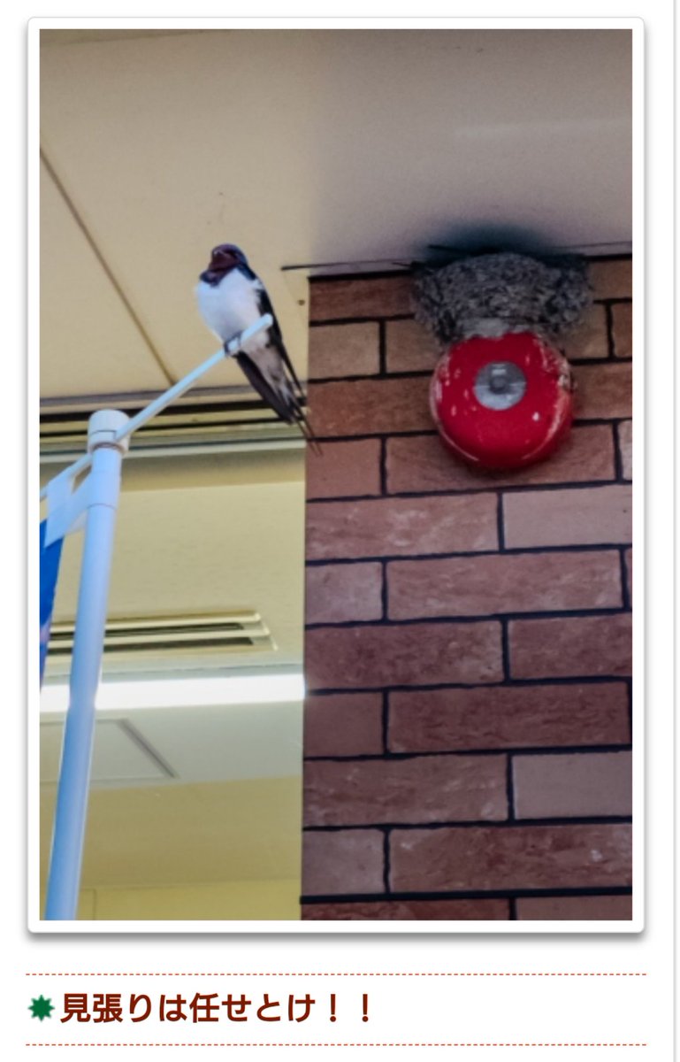 笑味ちゃん天気予報
ふるさとリポート
初めてテレビで自分の写真見ました😆