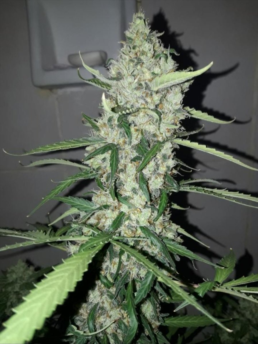 KannabiaGlobal's tweet photo. KRITIC AUTO by #Kannabia 🌱 @KannabiaSeeds @Kannabia_US @Kannabia_Samen
📸 (Anonymous) 🙏😍🧡💚
ℹ️ #KriticAuto #seeds ➡️ https://t.co/aP27xG9cpZ
Auto 🌻
Critical x Ruderalis.
Indica dominant hybrid
#CannabisCommunity #cannabisculture #KannabiaSeeds https://t.co/xQasmBZLPN