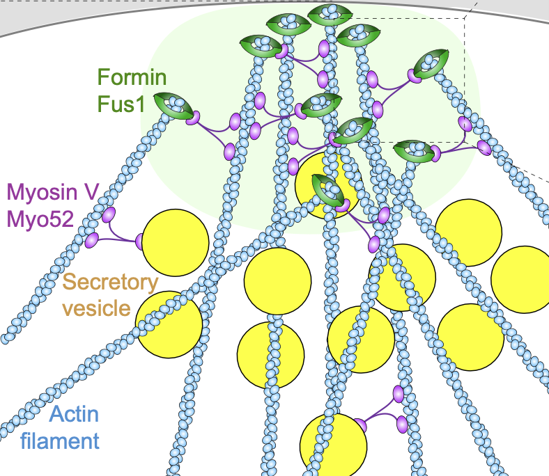Sophie G Martin (@sophiemartinlab) on Twitter photo New preprint! High resolution mapping of the actin fusion focus reveals myosin V-dependent transport of formin for actin aster compaction.
A very cool work led by <a href="/Vall_Thomas/">Valentine Thomas</a> and collab with <a href="/g_trevize/">Andrea Picco</a> and <a href="/marko_kaksonen/">Marko Kaksonen</a>!
biorxiv.org/content/10.110…
<a href="/sciences_UNIGE/">Faculty of Science | UNIGE</a> <a href="/Biologie_UNIGE/">Biologie - UNIGE</a> New preprint! High resolution mapping of the actin fusion focus reveals myosin V-dependent transport of formin for actin aster compaction.
A very cool work led by <a href="/Vall_Thomas/">Valentine Thomas</a> and collab with <a href="/g_trevize/">Andrea Picco</a> and <a href="/marko_kaksonen/">Marko Kaksonen</a>!
biorxiv.org/content/10.110…
<a href="/sciences_UNIGE/">Faculty of Science | UNIGE</a> <a href="/Biologie_UNIGE/">Biologie - UNIGE</a>