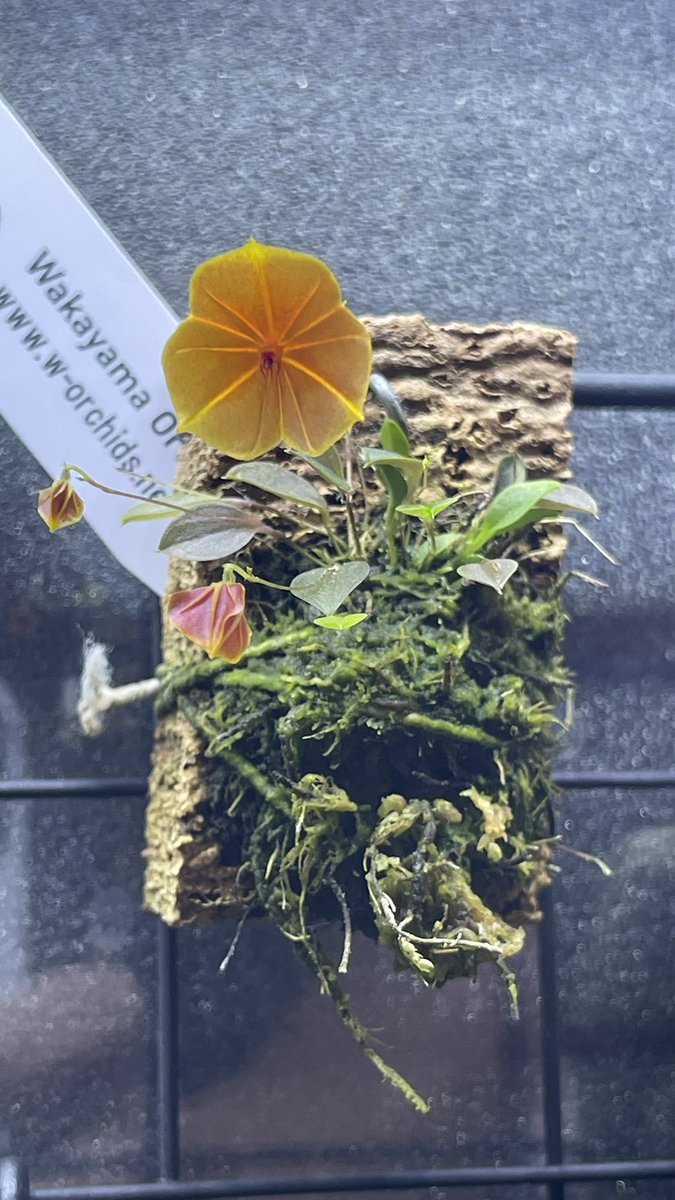 NcmZero's tweet photo. @WakayamaOrchids さん
咲きました✨✨✨
#lLepanthestelipogoniflora https://t.co/cmMAZGO5M4