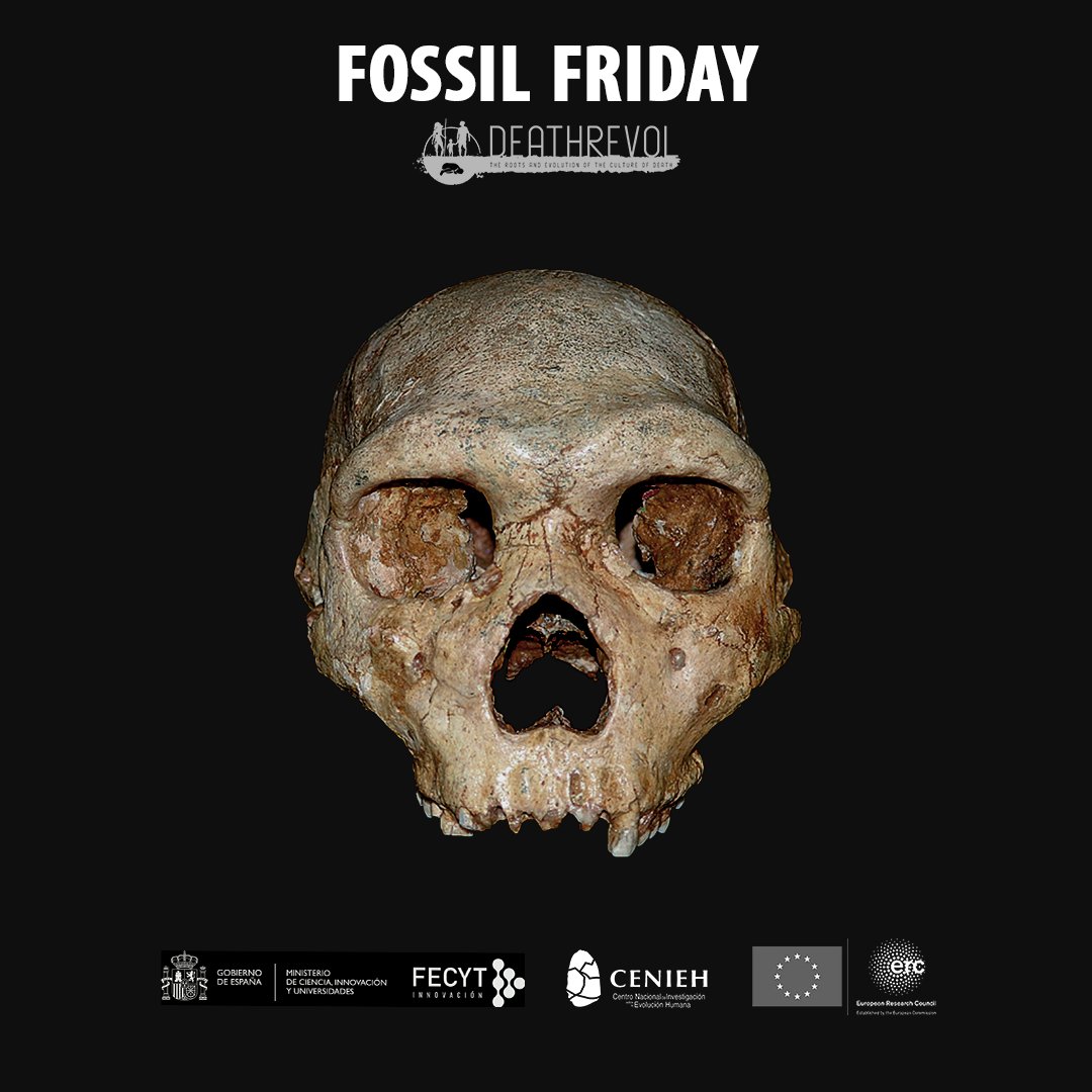 DEATHREVOL (@deathrevol1) on Twitter photo Petralona - cranium. Middle Pleistocene hominin. Mount Katsika, Greece #FossilFriday
Photo: Museum of Geology Palaeontology Palaeoanthropology Aristotle University Thessaloniki <a href="/Auth_University/">Αριστοτέλειο Πανεπιστήμιο Θεσσαλονίκης</a>
<a href="/ERC_Research/">European Research Council (ERC)</a> <a href="/FECYT_Ciencia/">FECYT</a> <a href="/CENIEH/">CENIEH</a> Petralona - cranium. Middle Pleistocene hominin. Mount Katsika, Greece #FossilFriday
Photo: Museum of Geology Palaeontology Palaeoanthropology Aristotle University Thessaloniki <a href="/Auth_University/">Αριστοτέλειο Πανεπιστήμιο Θεσσαλονίκης</a>
<a href="/ERC_Research/">European Research Council (ERC)</a> <a href="/FECYT_Ciencia/">FECYT</a> <a href="/CENIEH/">CENIEH</a>