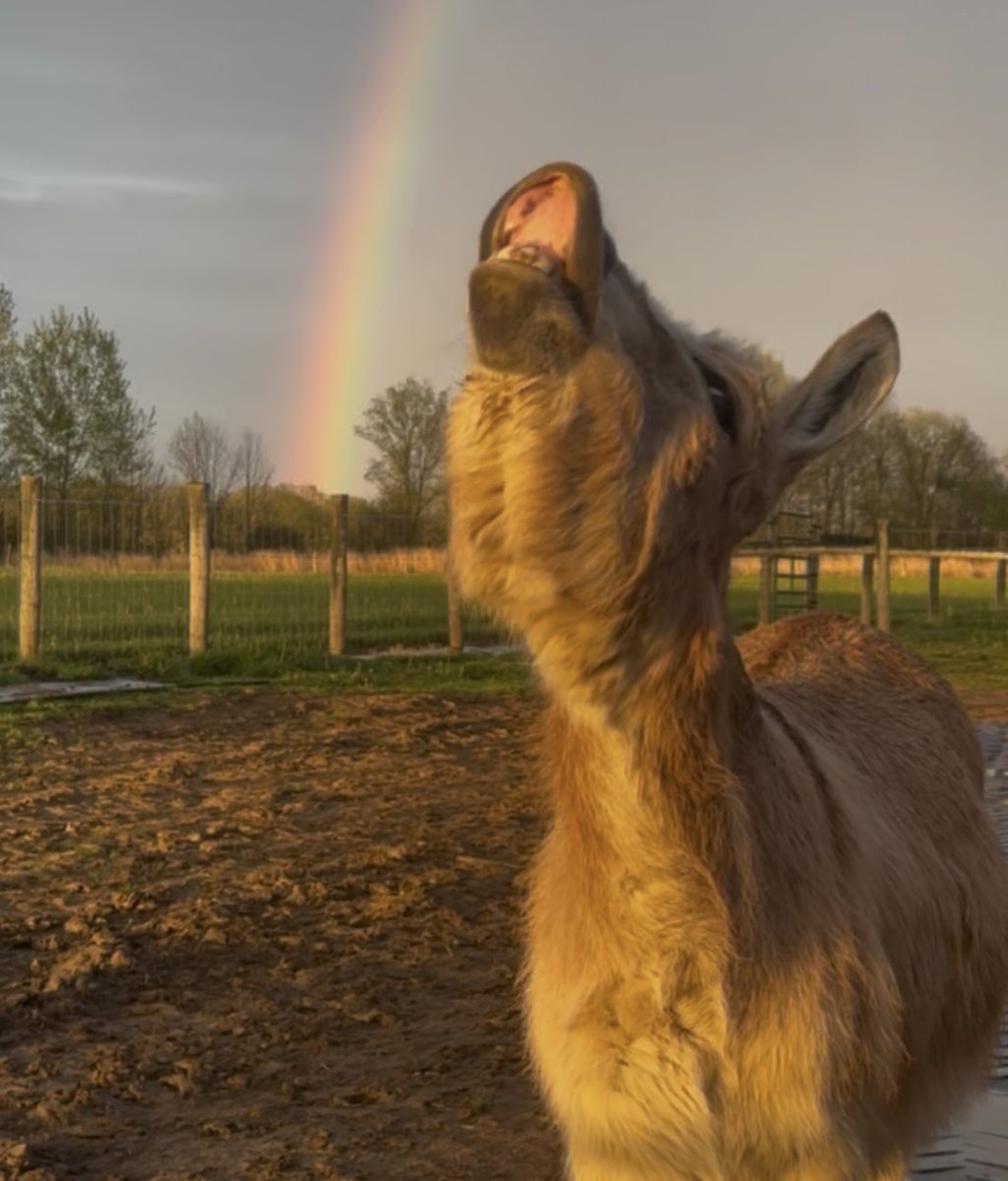Beautiful rainbow 🌈 on the farm last night <a href="/AndrewWSYX6/">Andrew Buck Michael</a> <a href="/wsyx6/">WSYX ABC 6</a> <a href="/weatherchannel/">The Weather Channel</a> #rainbow #Donkey #ohiofarm