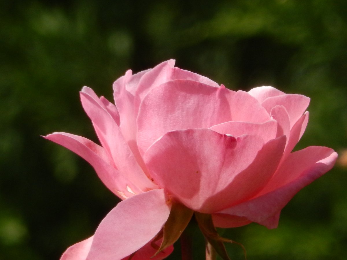 pascalHAPHAM's tweet photo. Vendredi 2 mai 2025 J'ouvre la fenêtre,

l'heure du petit déjeuner est proche
le ciel est bleu azur
l'espoir est souriant : il est tout de roses habillé
je vous souhaite une belle journée :
l'ensemble coloré du kaléidoscope de ce matin est ici :
https://t.co/fB6Cw7u0Pt https://t.co/kndMi2oIzr