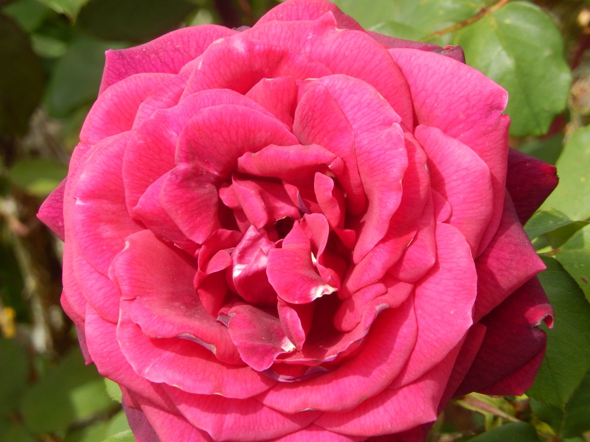 pascalHAPHAM's tweet photo. Vendredi 2 mai 2025 J'ouvre la fenêtre,

l'heure du petit déjeuner est proche
le ciel est bleu azur
l'espoir est souriant : il est tout de roses habillé
je vous souhaite une belle journée :
l'ensemble coloré du kaléidoscope de ce matin est ici :
https://t.co/fB6Cw7u0Pt https://t.co/kndMi2oIzr