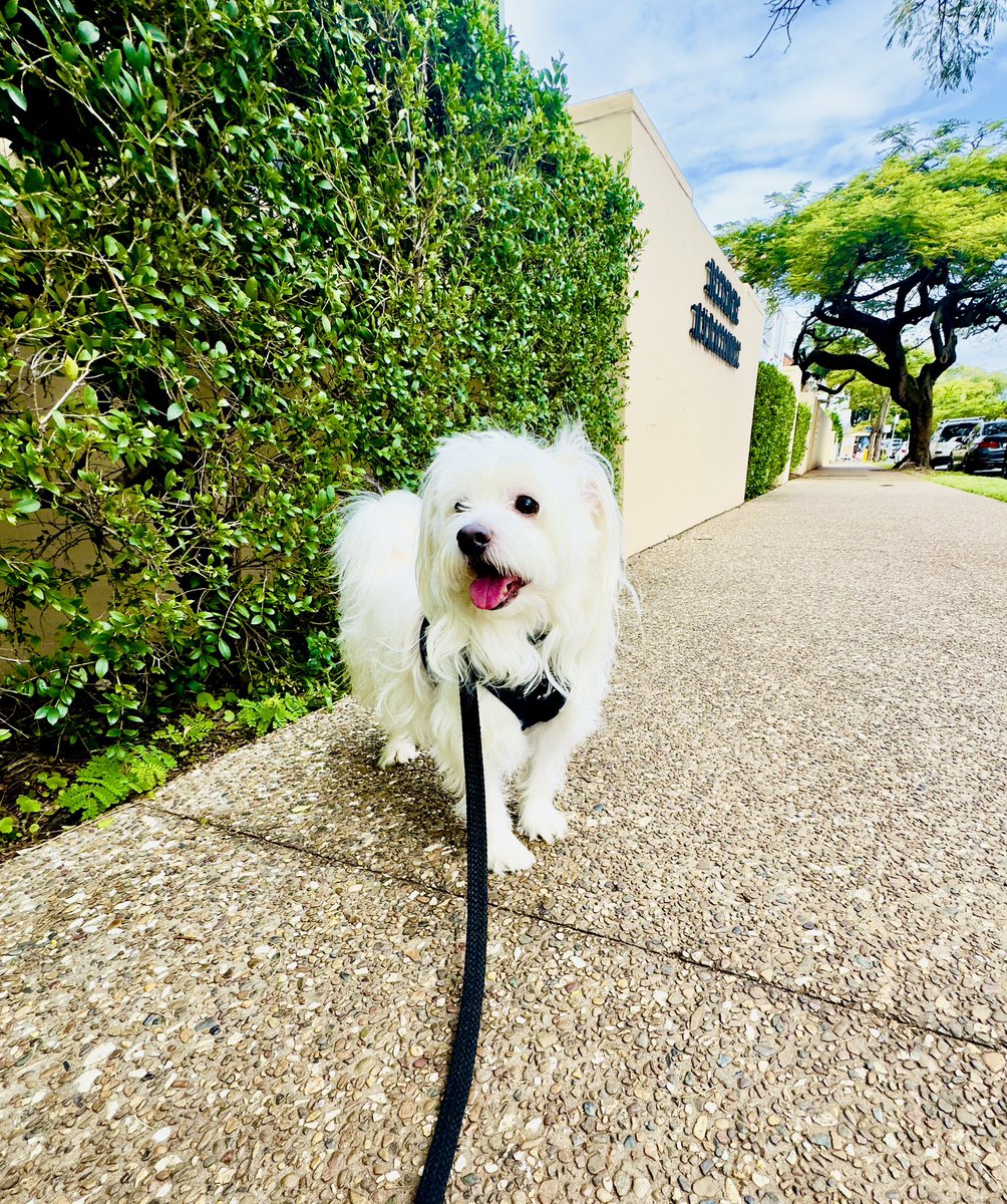saltywavedog's tweet photo. Pals, I’m tripping along the hedge rows, my snoz is harmonising a few key notes for future sniffari adventures ☀️🌴🐕🌼
#doglover #doggosdoingthings #dogsonadventure https://t.co/iDZvk7SbIb