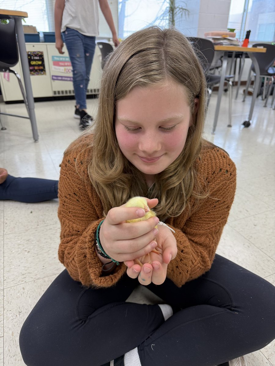 There are some new peeps 🐥 here <a href="/JeffersonD50/">Jefferson Elementary School</a> this week! #JeffersonJourney