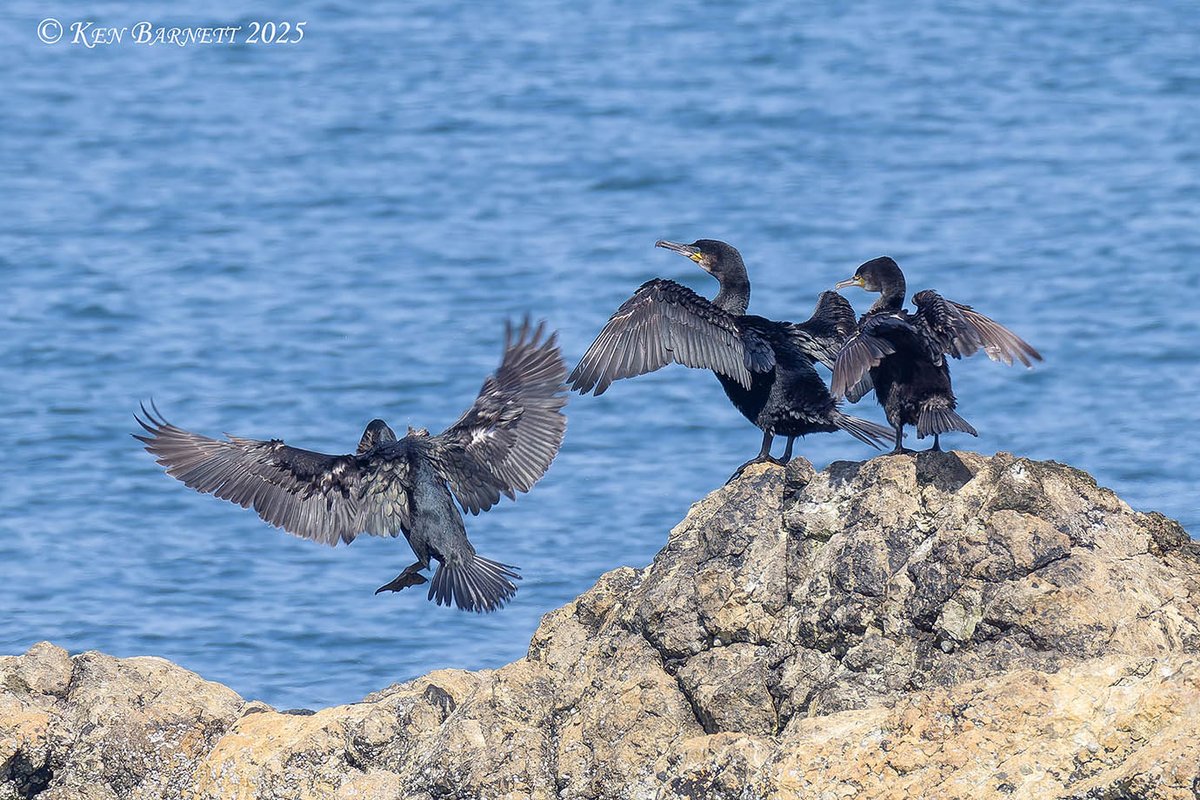 KenBarn90989771's tweet photo. Northern Breakwater #FishguardBay 1st May. 4 Whimbrel, 3 Cormorants. 1 GND. Several Oyster Catchers. 3 mallard. @westwalesbirds @wdigbirder_ https://t.co/MOoT6Jk7Lc